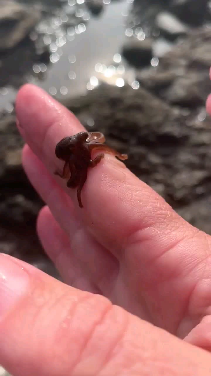 Baby octopus washed in with tide