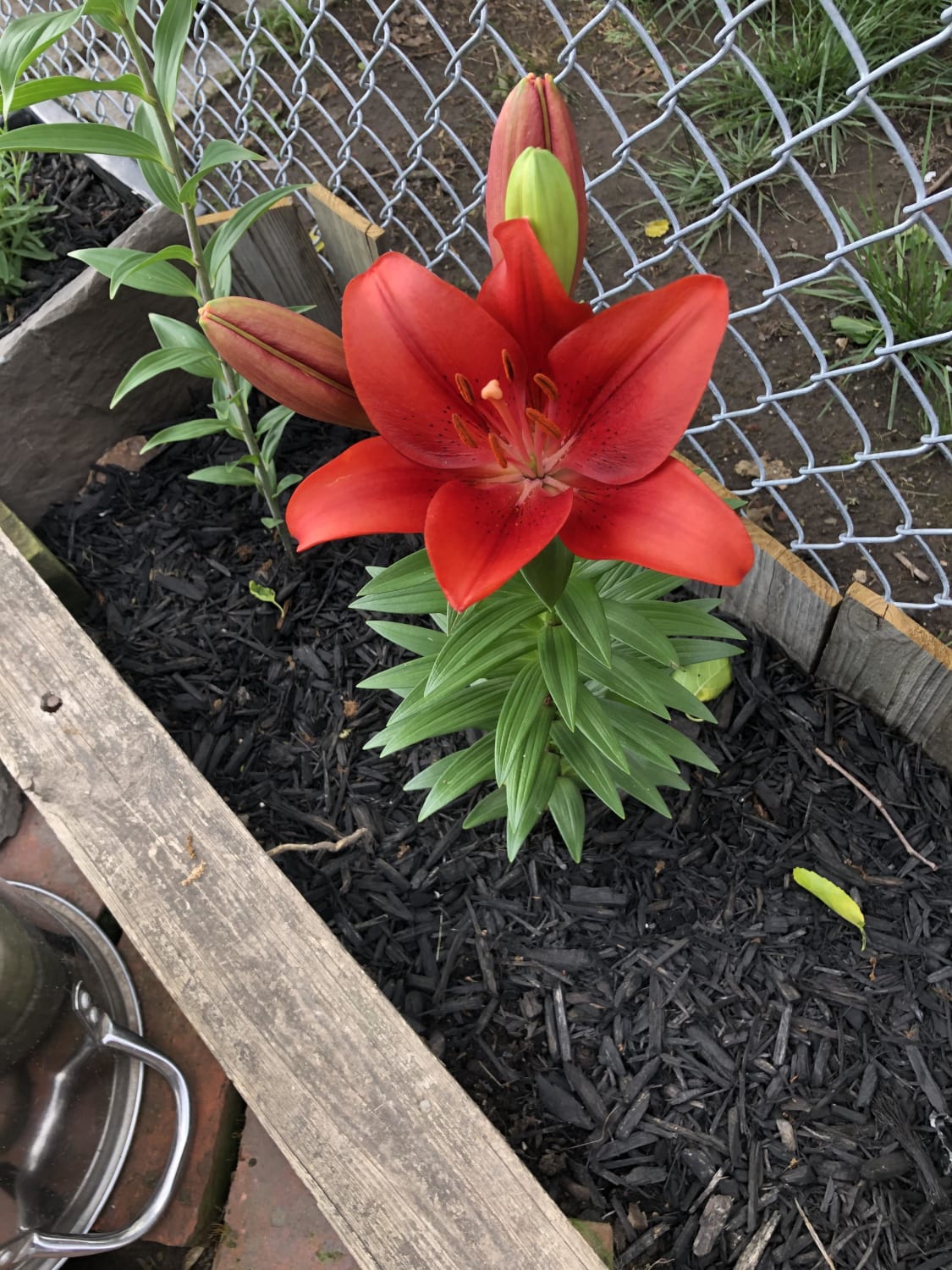 My first ever Lily bloomed today 😊