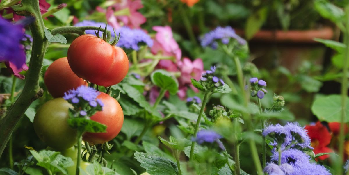 Gardening Experts Say You Should Always Plant Flowers in Your Vegetable Patch