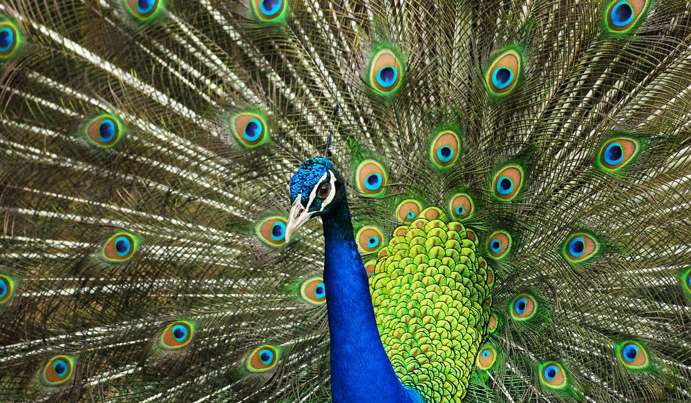 What is the National Bird of India?