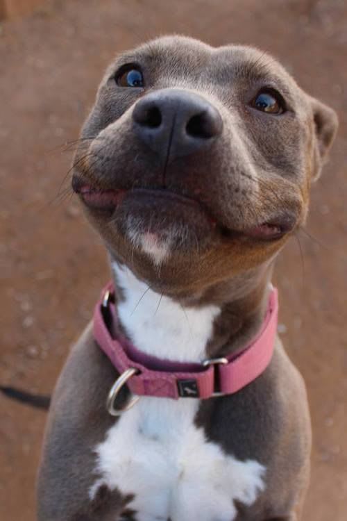 If this isn't the perfect pibble smile, then I don't know what is.
