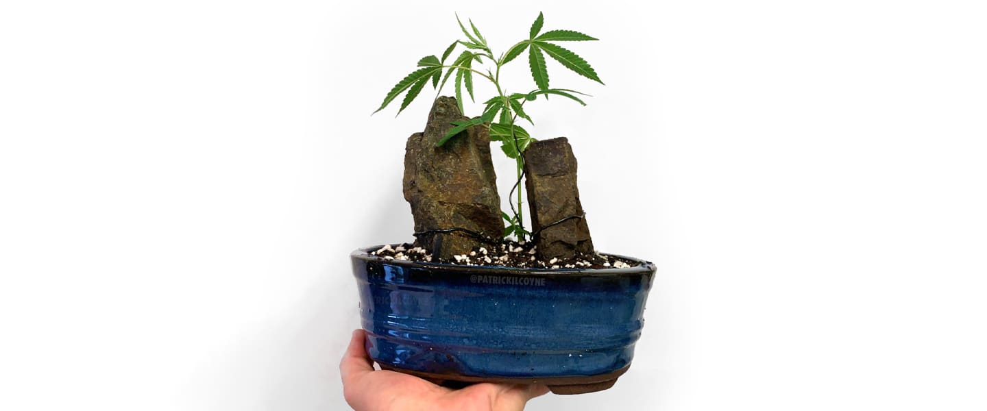 Tiny Bonsai Cannabis Trees Are About to Be the Next Big Quarantine Hobby
