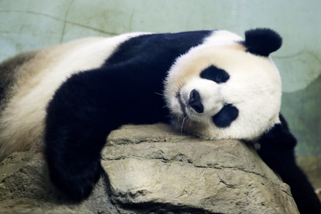 National Zoo welcomes new baby panda