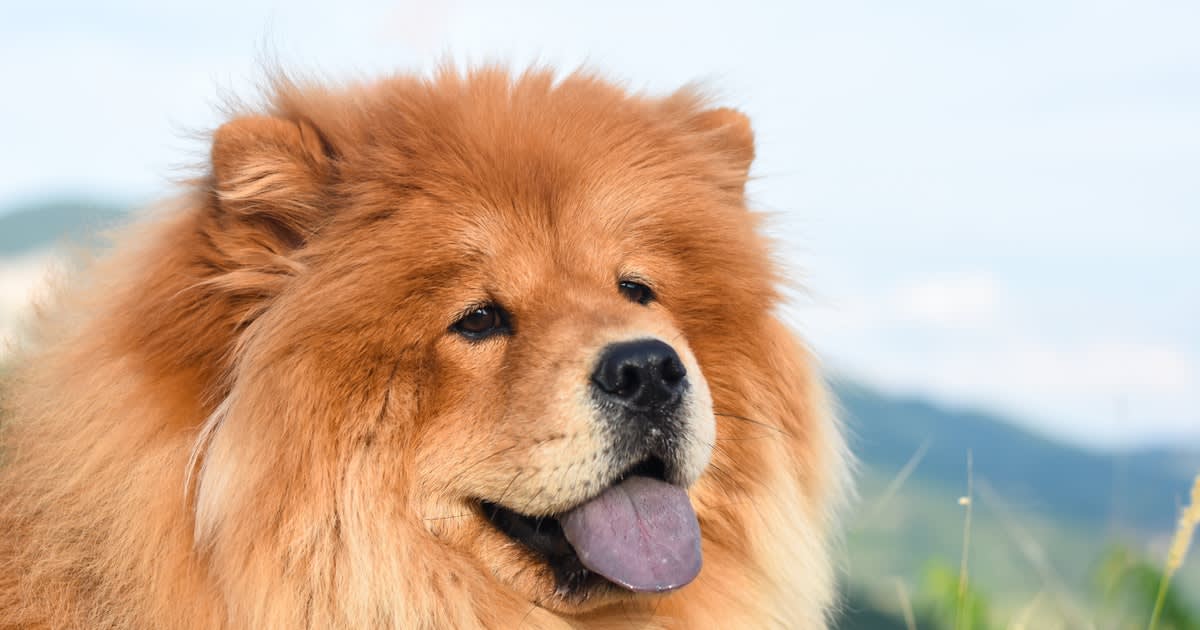 Dogs and heatstroke: These 9 breeds are at high risk