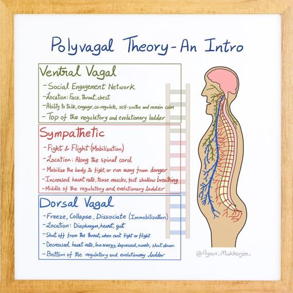 An Introduction to Polyvagal Theory Instant High-resolution - Etsy