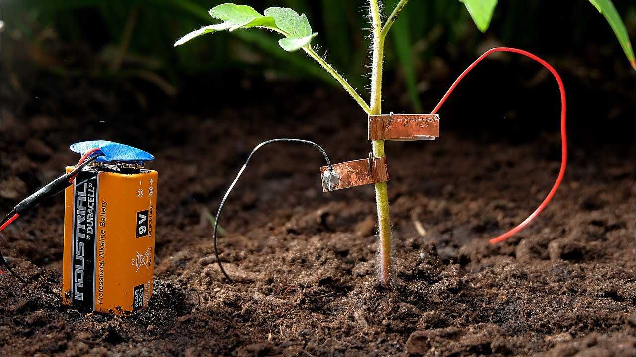 How To Keep Snails From Eating Your Tomato Plants Using Battery Powered Electric Fence
