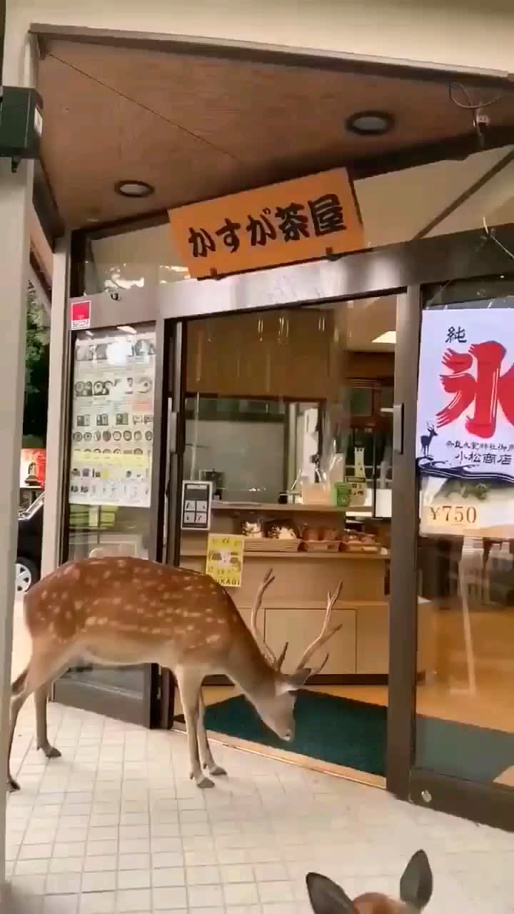 In Nara, deers have learned to open the doors of food establishments and bow to ask for food.