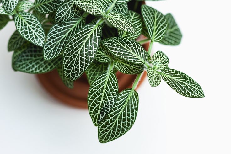 20 Most Beautiful Houseplants You Need To Know About
