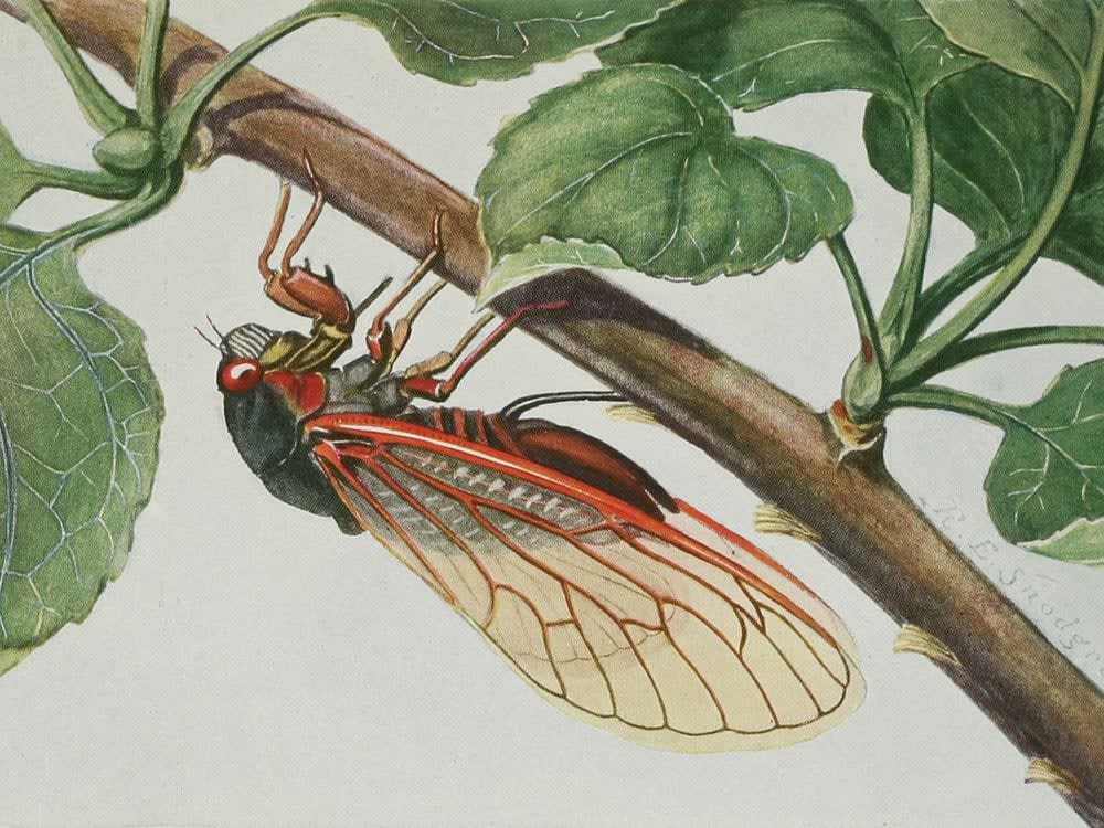 Cicada Folklore, or Why We Don’t Mind Billions of Burrowing Bugs at Once