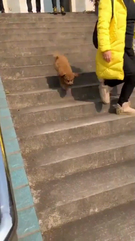 Tippy Tapping Down The Stairs