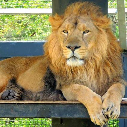 Asiatic Lion Population Surges 600 in Gir National Park of Gujarat
