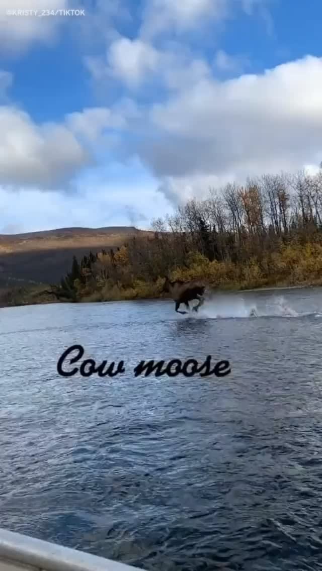 This moose running on... water?