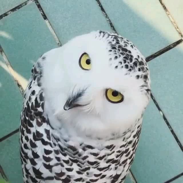 This beautiful snowy owl