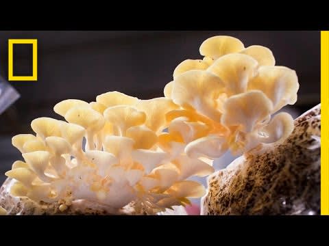 You Didn’t Know Mushrooms Could Do All This | National Geographic