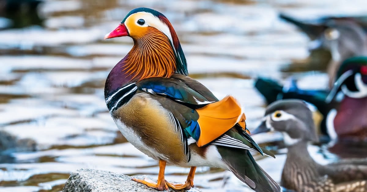 Beautiful Mandarin Duck Makes His Yearly Appearance in Canada