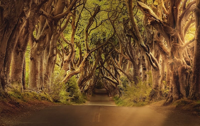 Dark Hedges: History And All The Things You Need To Know - Ireland Travel Guides