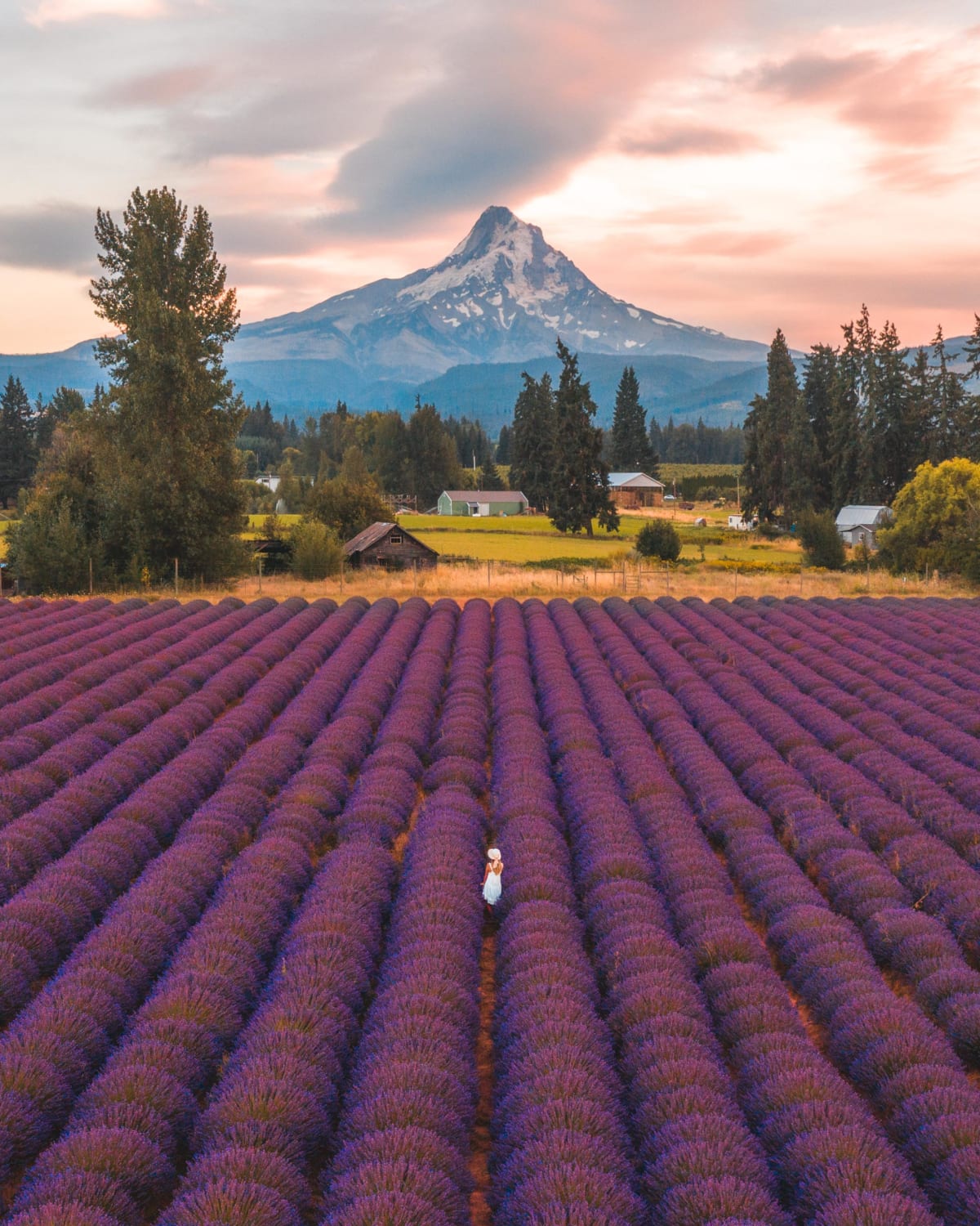 Tiny person in lavender fields looking at mount hood oregon