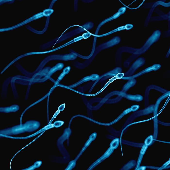 Sperm don't like heat, so climate change could damage male fertility, study says