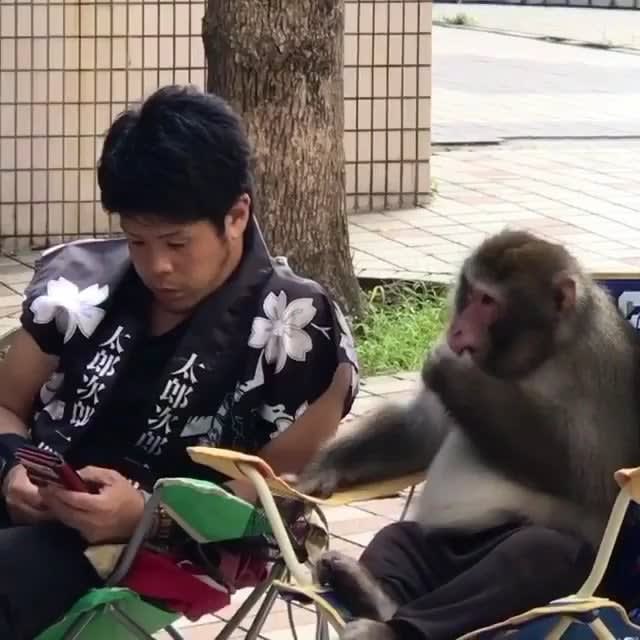 A secret conversation with monkey
