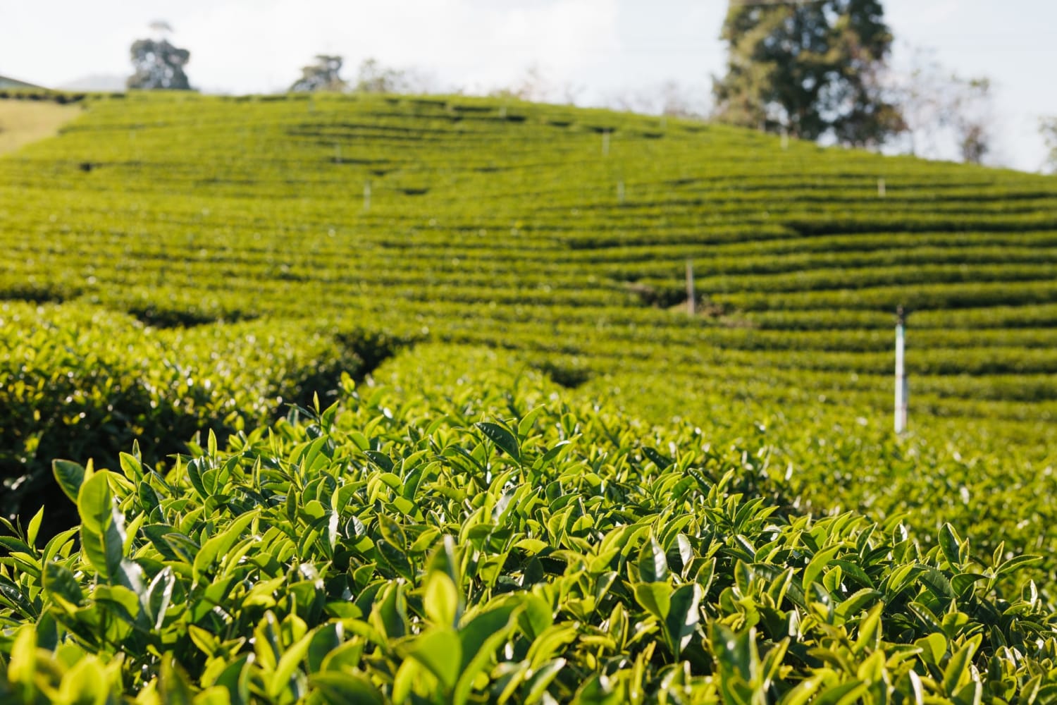 Amazing things you don't know about African Tea