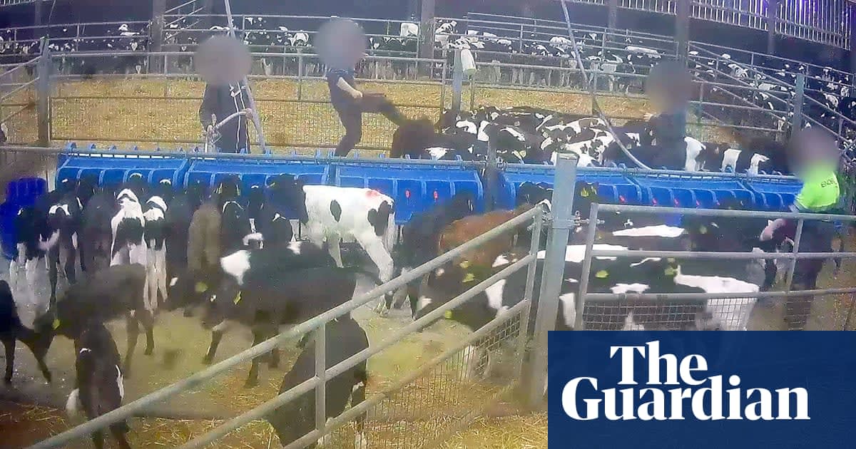 Secret footage shows calves from Ireland beaten and kicked in France