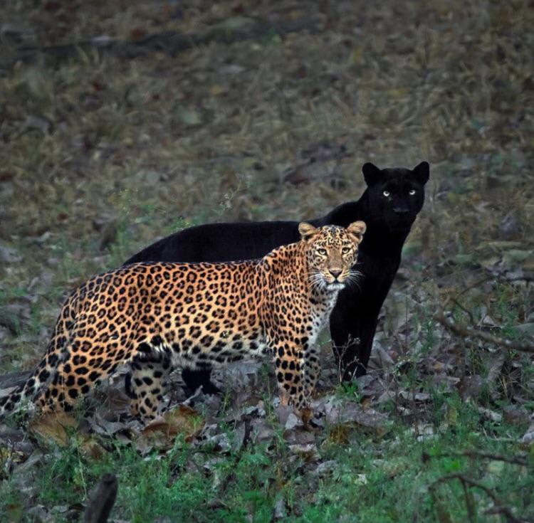Panther looks like this leopards shadow