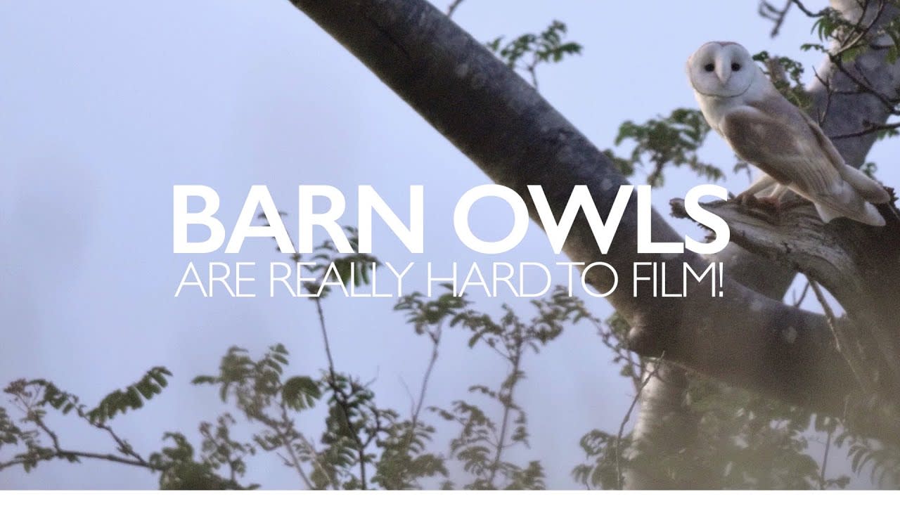 I managed to film a family of Superb(Barn)owls fledging!