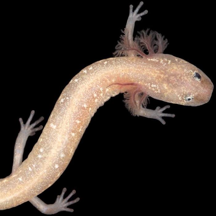 Central Texas salamanders, including newly identified species, at risk of extinction