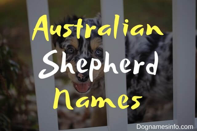 Australian Shepherd Dog Names: 550+ Best Popular Names 2020