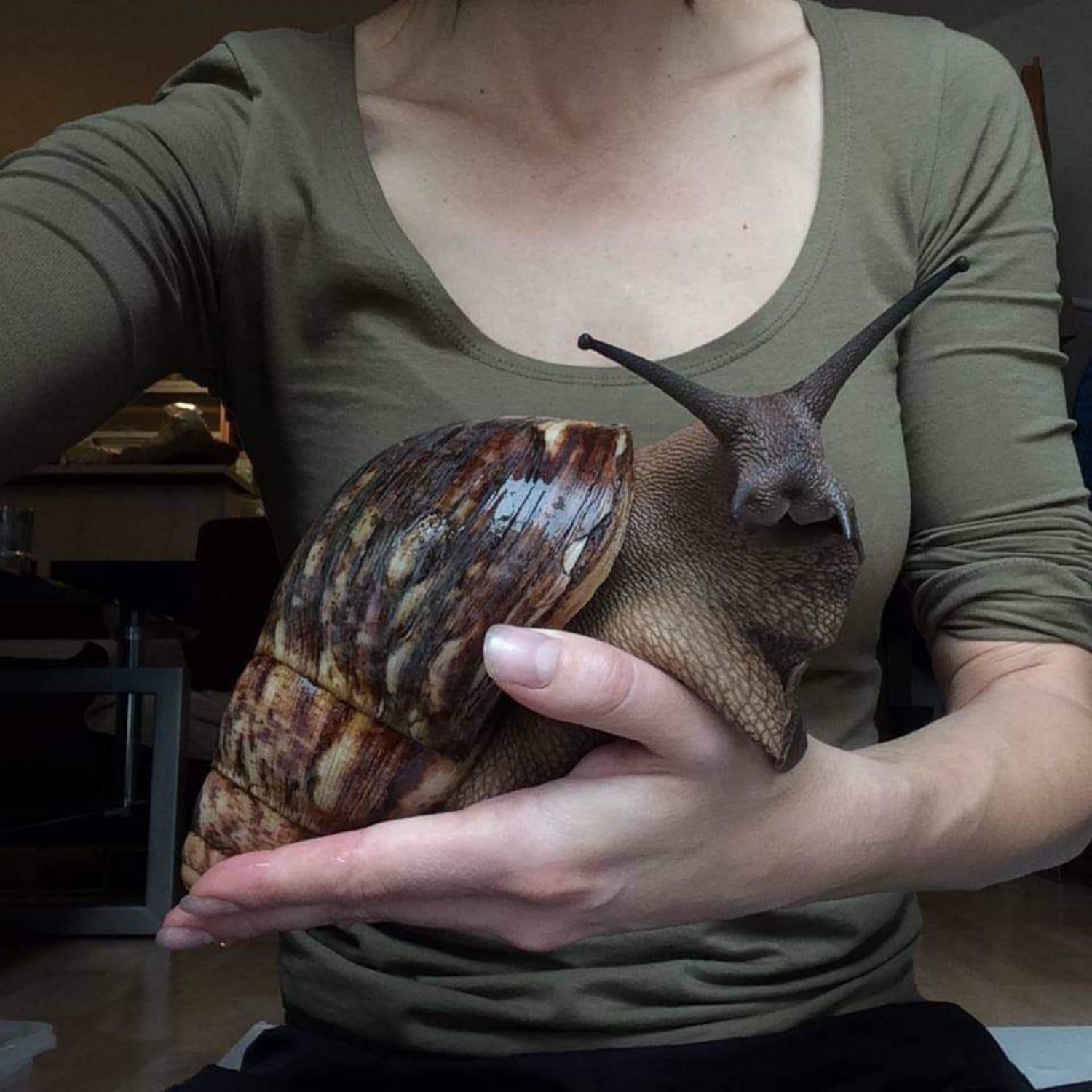 Giant African land snail 🐌
