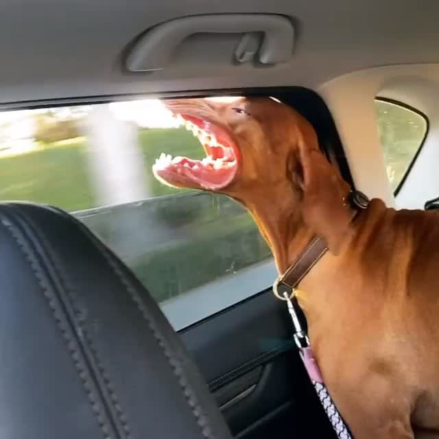 Nothing like the wind in your jowls