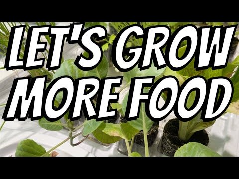 44 Fruits, Vegetables, & Herbs We WILL NOT BUY in Summer 2022! | Leaf’d Box & Dollar Tree Seed Haul