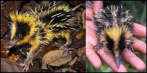 The Lowland Streaked Tenrec of Madagascar has 7 to 16 specialized spines that they can rub together rapidly to produce high-frequency sounds that are thought to allow communication. This is called stridulation, like the sound produced by crickets.