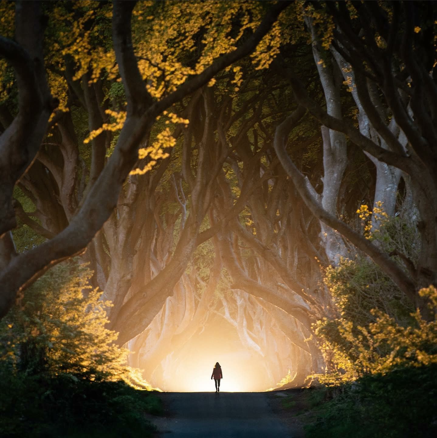 The Dark Hedges in Northern Ireland. Lights from a distant car gives this amazing effect at night time.