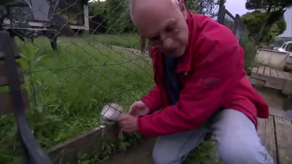 Man saves a baby swan while it's mom is being a mama!