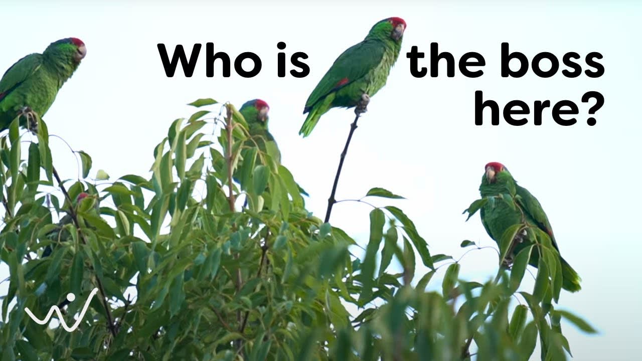 Red-crowned Amazon Bird Sound, Bird Song, Bird Call, Calling Chirps, Listen Birds Chirping Melody