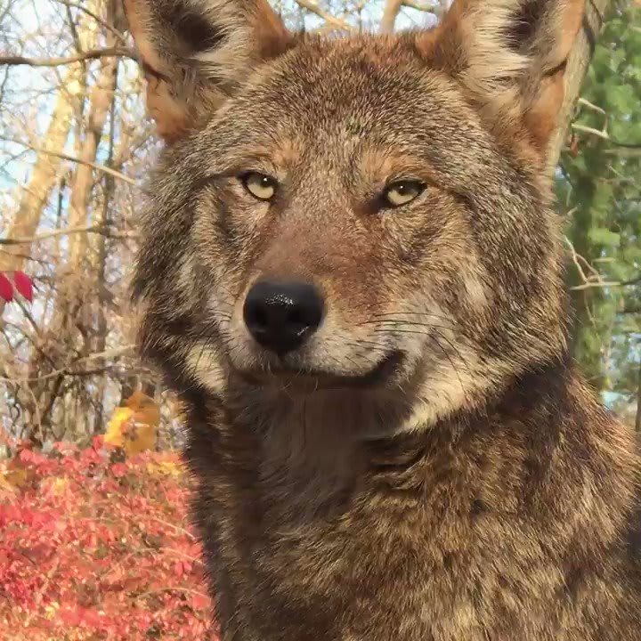 With only 12 red wolves left in the wild, he could be the last one you see. The wild population at a record low + 2019 marked the 1st yr since their reintroduction in 1998 that no red wolf pups were born in the wild. Join our mission to save them: