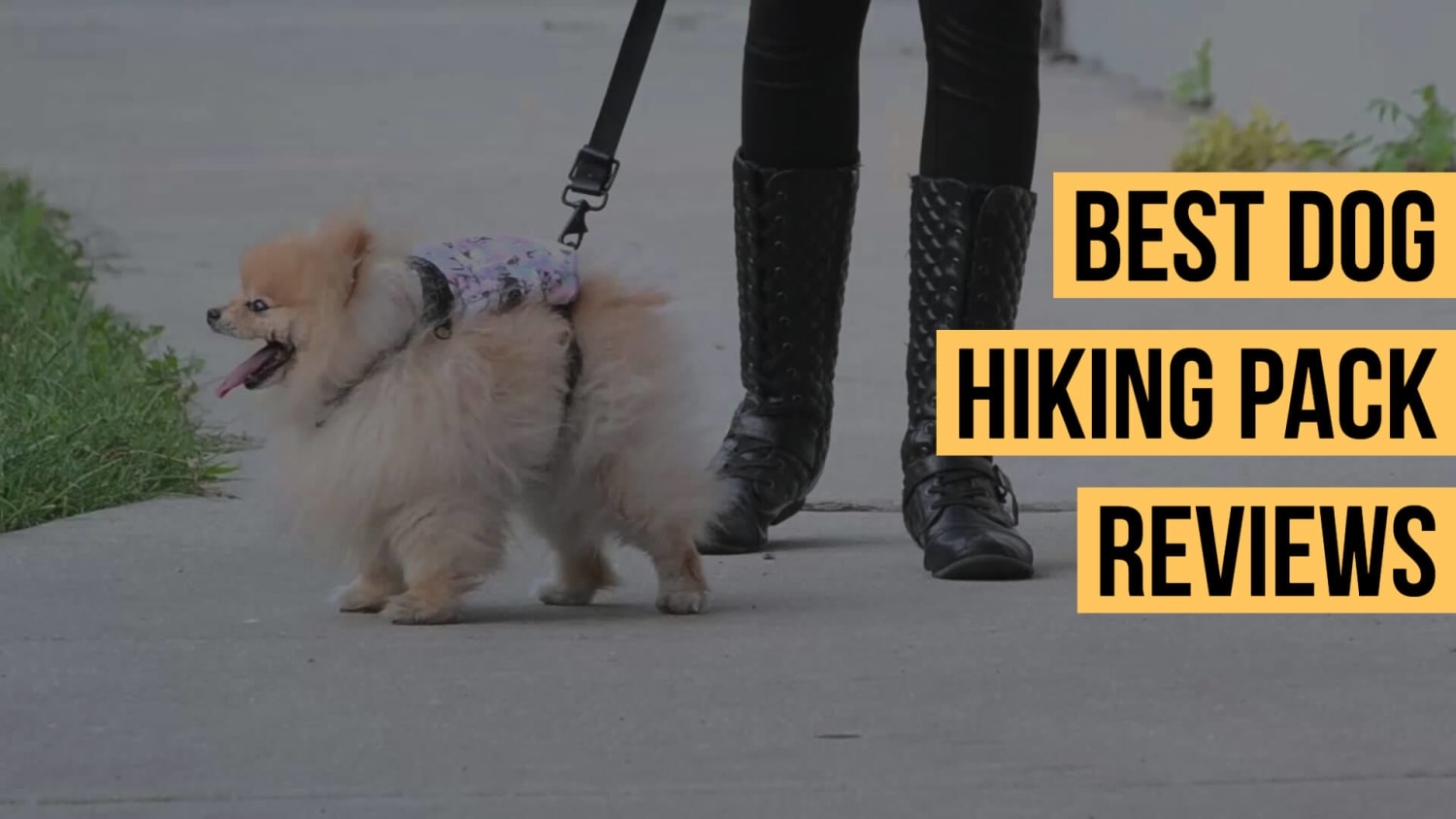 The 10 Best Dog Hiking Pack to Buy In 2020