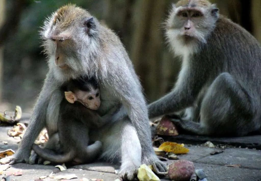 Bali Monkeys: How to See Them & Avoid Confrontation