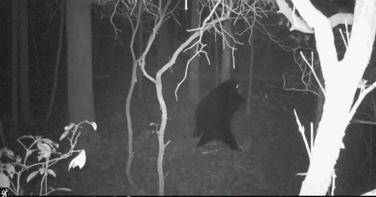 Video: Black Bears Throwing Paws