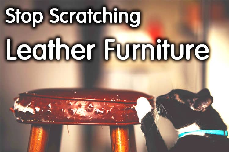 How to Stop Cats from Scratching Leather Furniture?