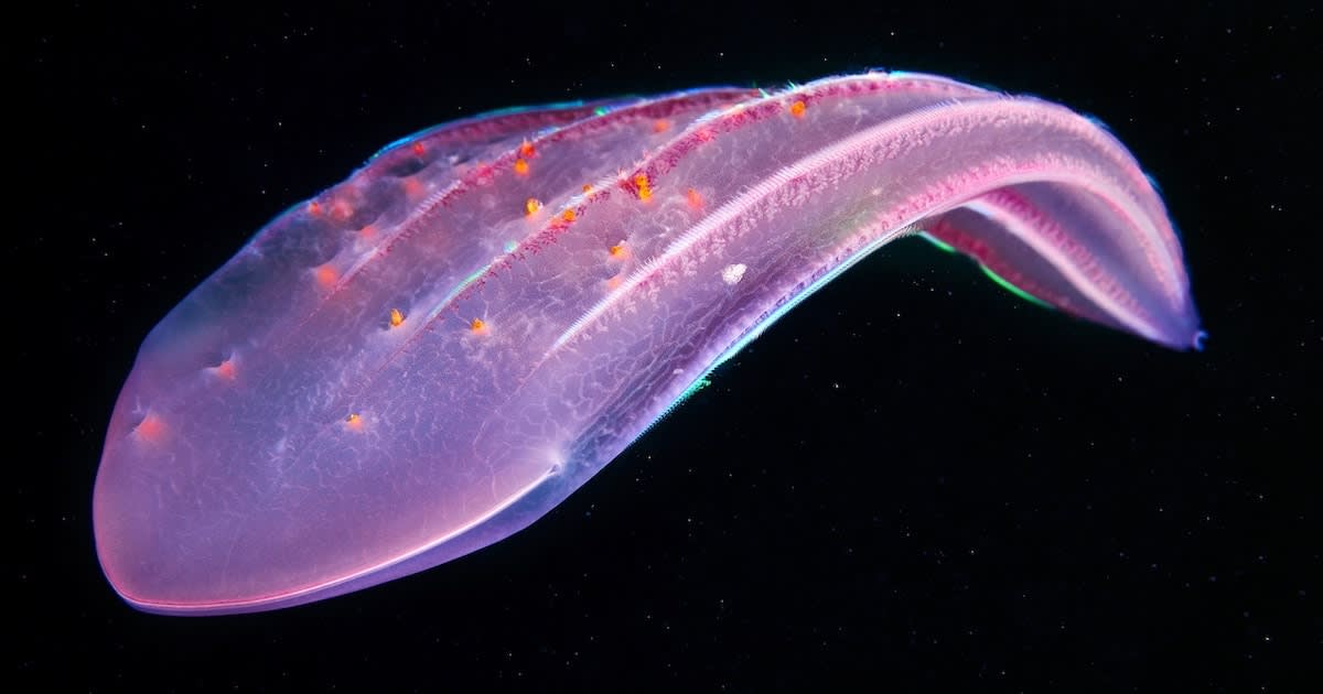 Marine Biologist Braves Cold Water to Study and Photograph Little Known Sea Creatures