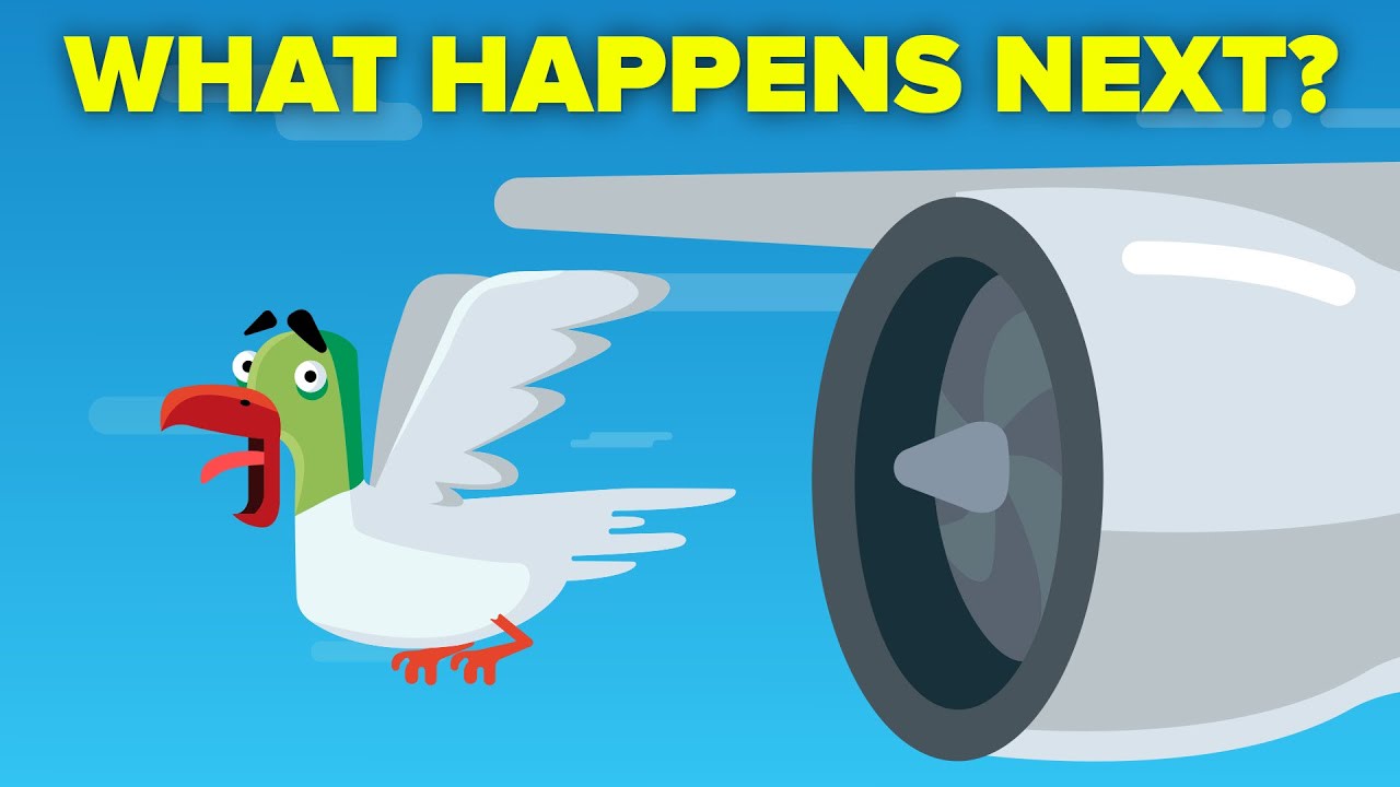 What Happens When a Bird Hits a Plane Engine?