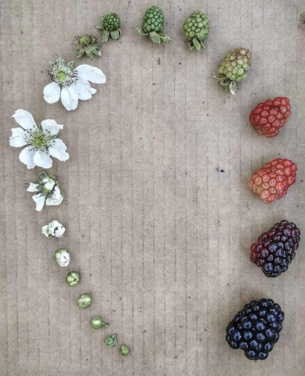 Lifecycle of a Blackberry
