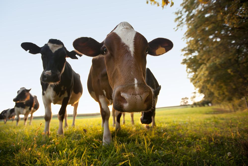 Small Organic Dairy Farmers Push to Close Certification Loophole