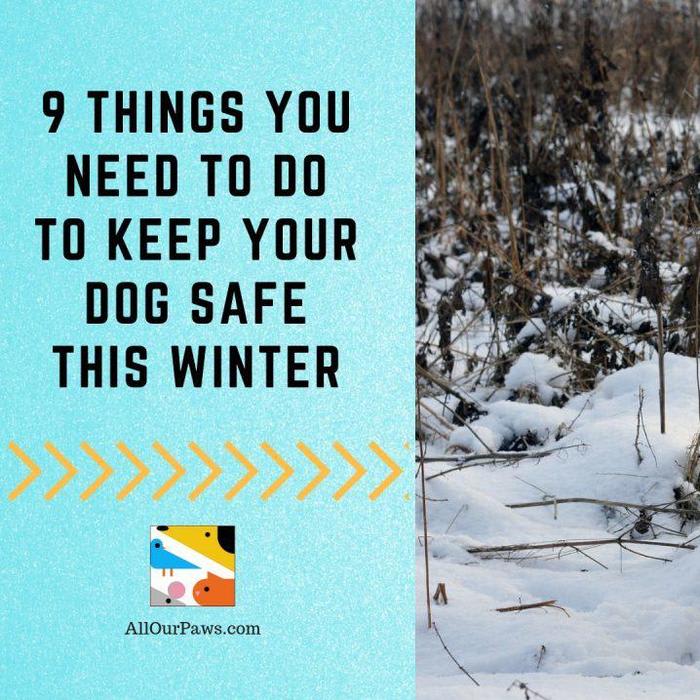 9 Things You Need To Do To Keep Your Dog Safe This Winter