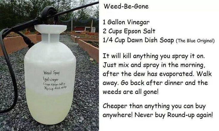 Natural weed killer. Cheap, healthy & effective!