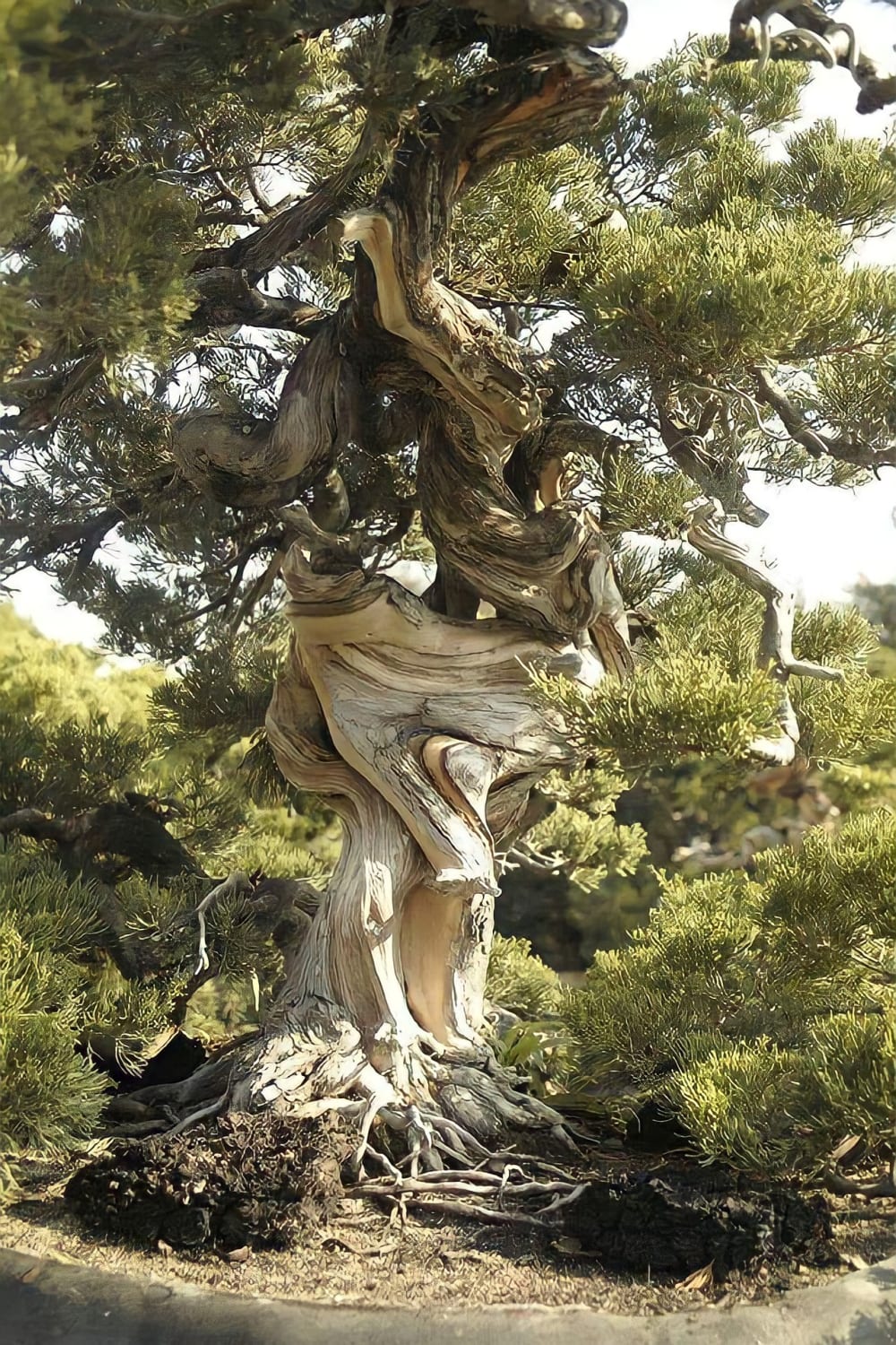 A twisted looking tree