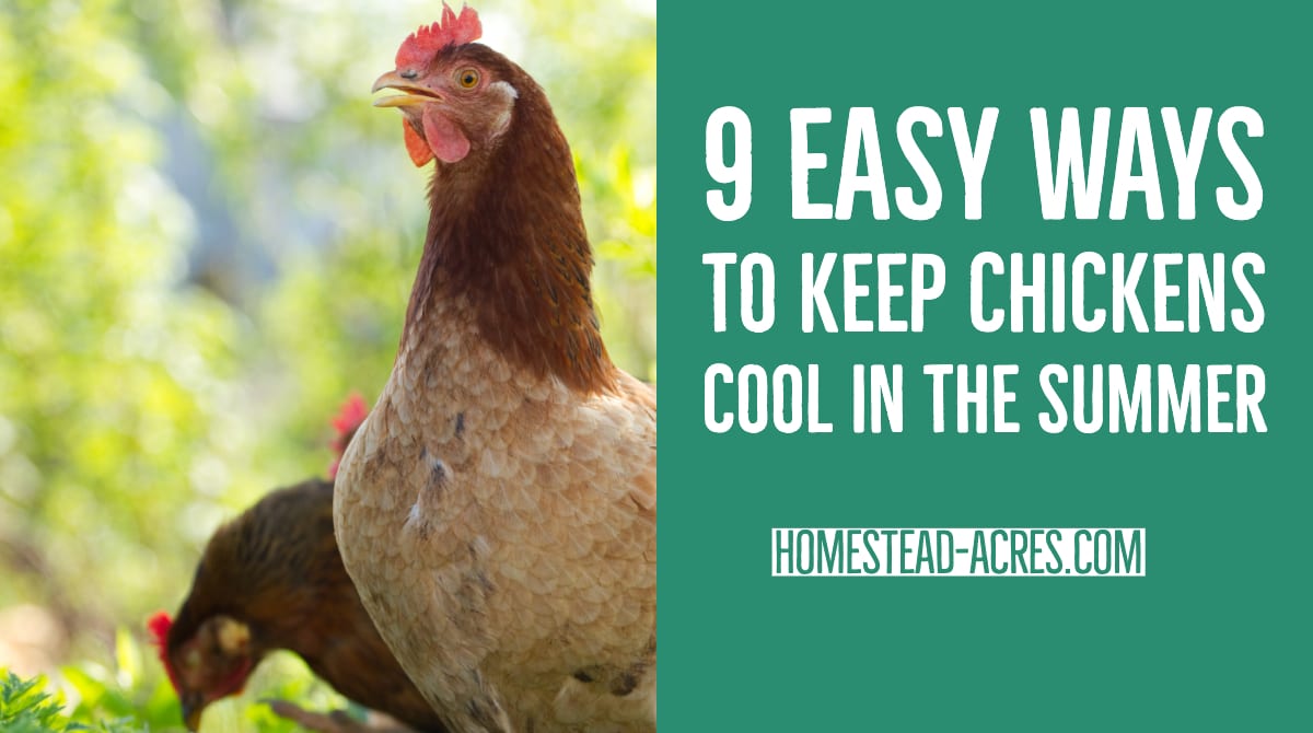 Keeping Chickens Cool In The Summer - Homestead Acres
