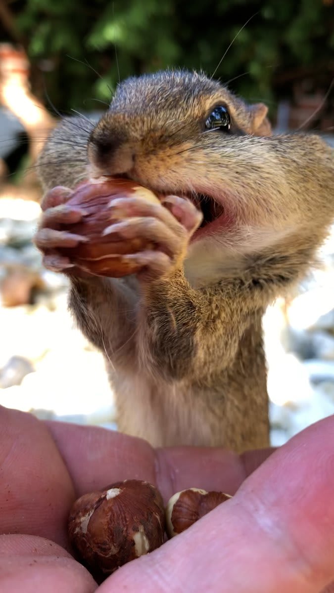 This guy's friends with 14 wild chipmunks — and they come running when he calls them by name 🐿 💚